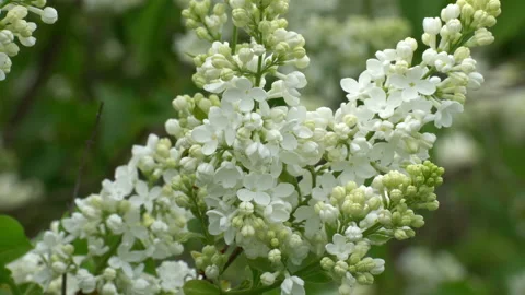 Lilac 動画素材 90008548