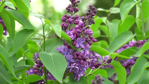 Lilac Video stock 90008806