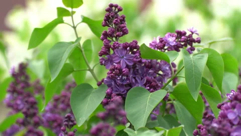 Lilac Video stock 90009066