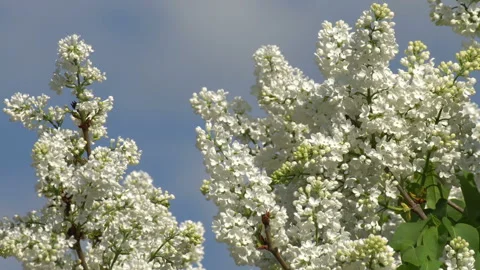 Lilac 動画素材 90009331