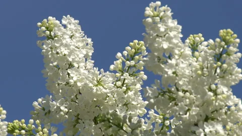 Lilac 動画素材 90009666