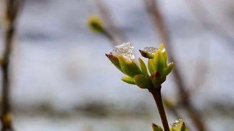 Lilac Stock Footage 128800233
