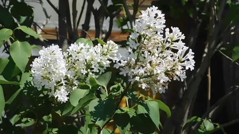 Lilac Stock Footage 131819716