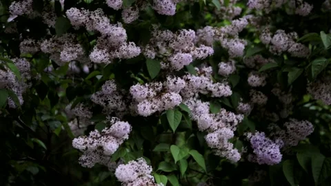 Lilac Stock Footage 147149018