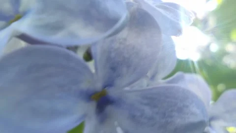 Lilac Stock-Footage 194006696