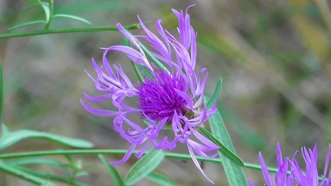 Lilac forest flower closeup Video stock 118804807