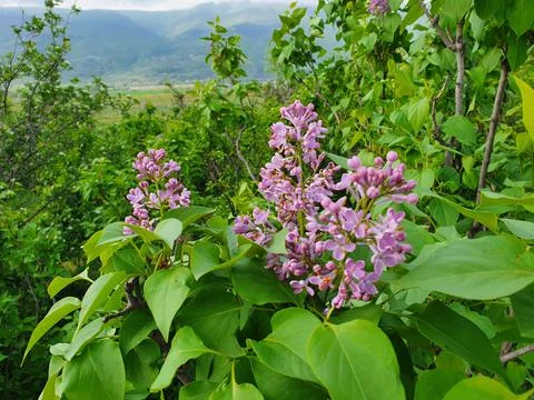 Lilac in the forest Stock Photos