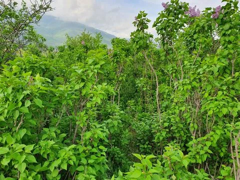 Lilac forest Stock Photos