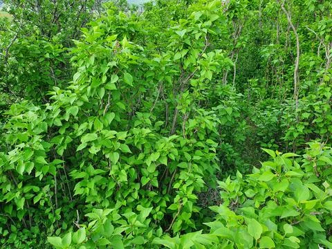 Lilac forest Stock Photos