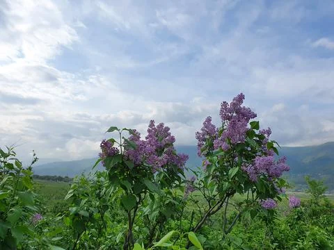 Lilac in the forest Stock Photos