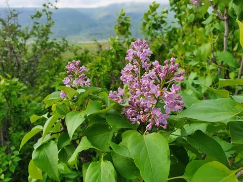 Lilac in the forest Stock Photos