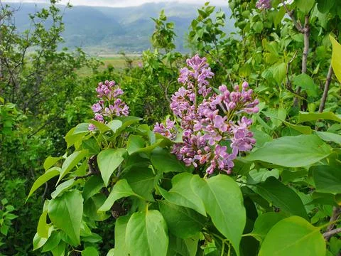 Lilac in the forest Stock Photos