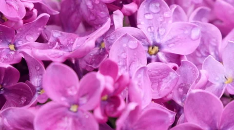 Lilac in the garden with drops of rain. Stock Footage 49936193