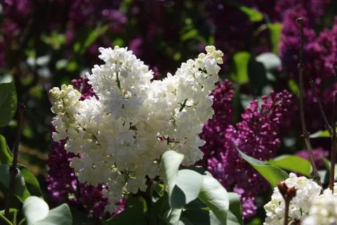 Lilac in the garden Stock Photos