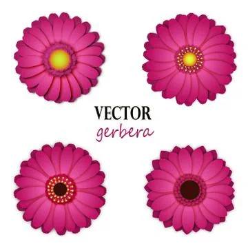 Lilac gerbera collection Stock Illustration