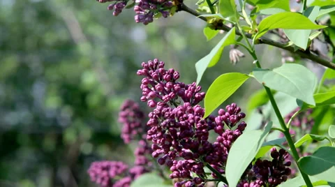 Lilac. Green background. 2 Stock Footage 35991425