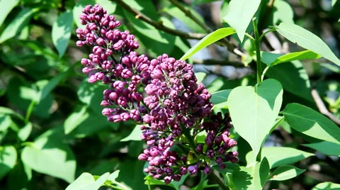 Lilac. Green background. Stock Footage 35991816