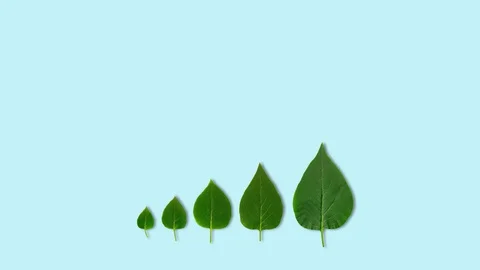 Lilac green leaves pulsing gradient from small to big. Creative photo animation Stock Footage 130029807