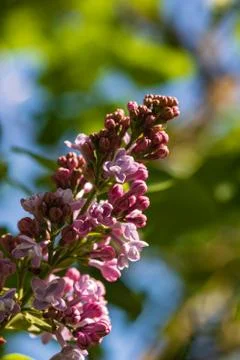 Lilac On Green Stock Photos