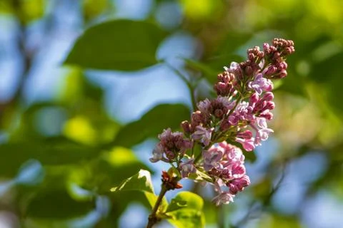 Lilac On Green Stock Photos