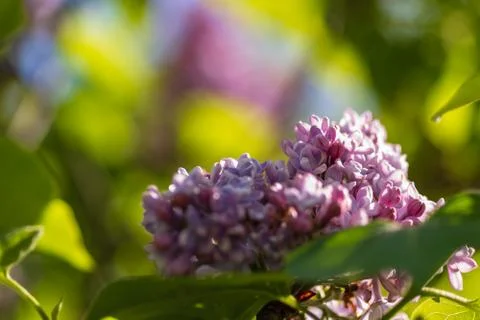 Lilac On Green Stock Photos