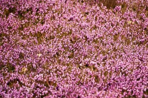 Lilac heather Stock Photos