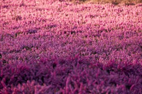 Lilac heather Stock Photos