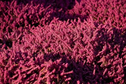 Lilac heather Stock Photos