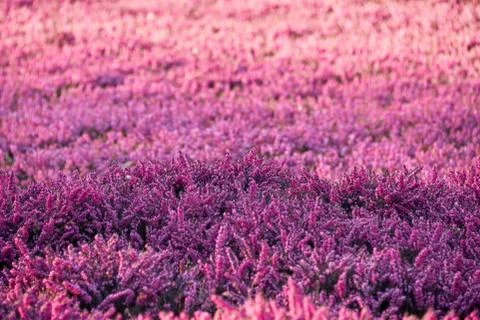 Lilac heather Stock Photos