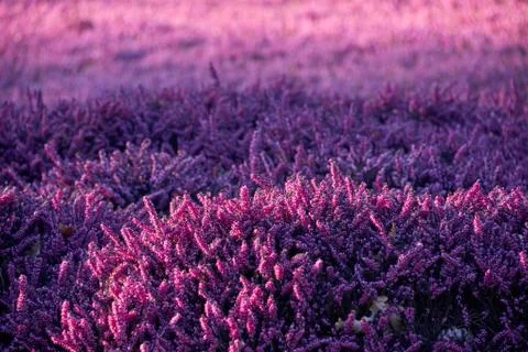 Lilac heather Stock Photos