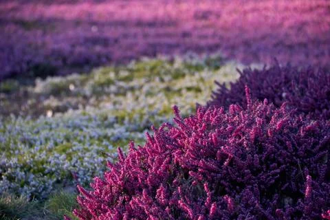 Lilac heather Stock Photos