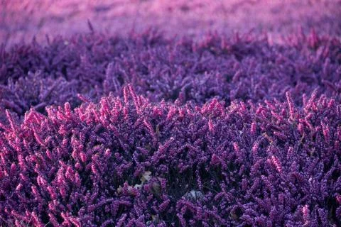Lilac heather Stock Photos