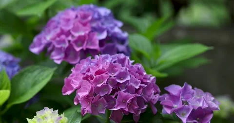 Lilac hydrangea blooms, large bush, natural background Stock Footage 247507062