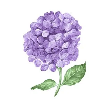 Lilac hydrangea flowers isolated on white background Stock Illustration