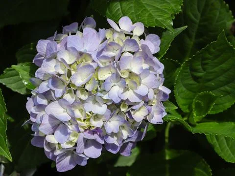 Lilac hydrangea flowers Stock Photos