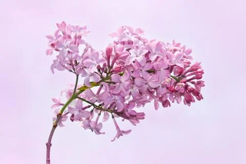 Lilac inflorescence Stock Photos