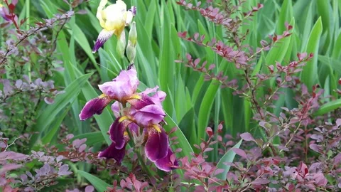 Lilac iris flower against the background of green stems Stockbeeldmateriaal 158885435