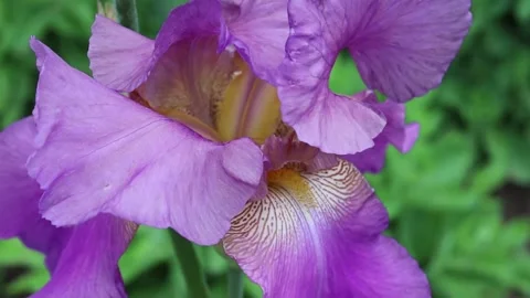 Lilac iris flower close-up Видео 158848676