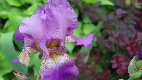 Lilac iris flower close-up Видео 158848677