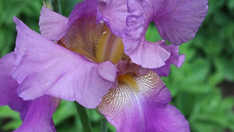 Lilac iris flower close-up Stockbeeldmateriaal 158849043