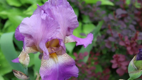Lilac iris flower close-up Stockbeeldmateriaal 158849085