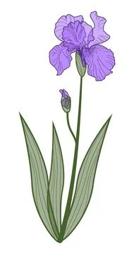 Lilac iris flower on white background, hand drawing Stock Illustration