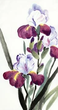 Lilac iris flowers Stock Illustration