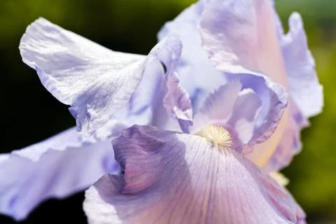 Lilac iris Stock Photos