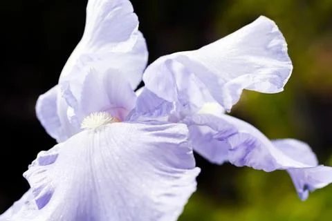 Lilac iris Stock Photos