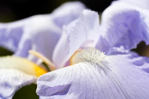 Lilac iris Stock Photos
