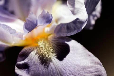 Lilac iris Stock Photos