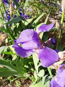 Lilac Iris Stockfoto's