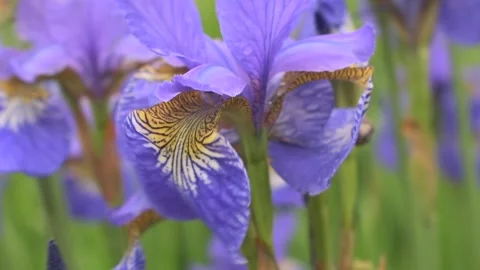 Lilac iris in strong wind Stock Footage 138734855