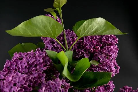 Lilac (lat.Syringa vulgaris) closeup in the spring on a black background. Stock-Fotos